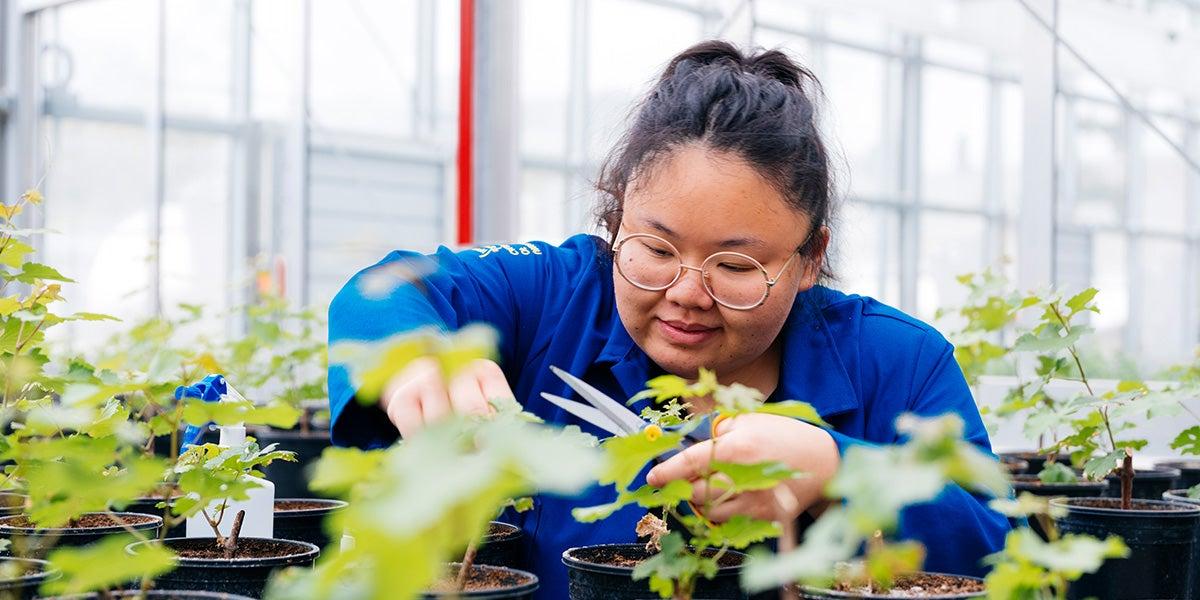 十大网赌网址平台首页 student in a greenhouse examining plants